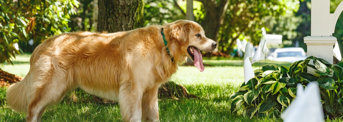 DogWatch of Southeast Missouri, Jackson, Missouri | Outdoor Hidden Dog Fences Slider Image