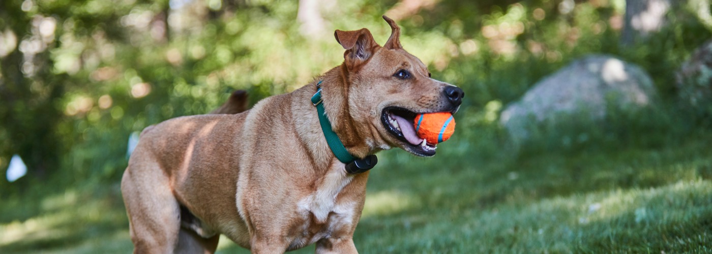 DogWatch of Southeast Missouri, Jackson, Missouri | ProFenceX Slider Image